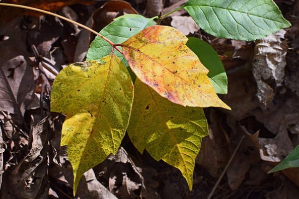 Poison ivy.